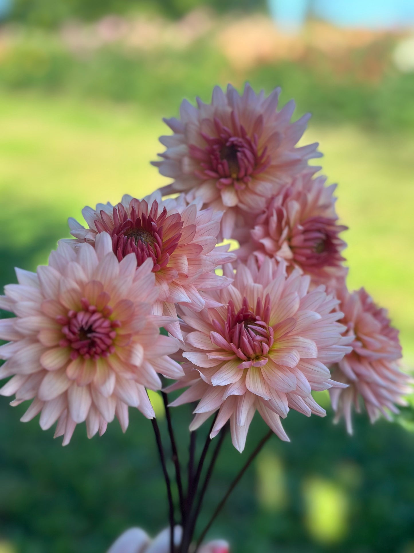 Henriette Dahlia Tuber