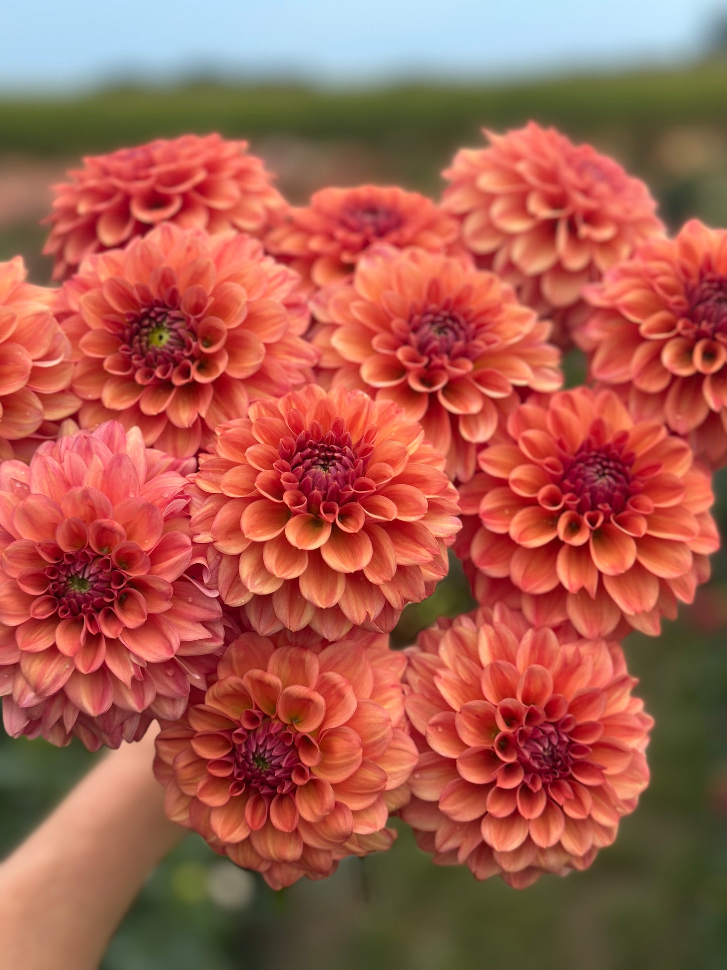 Iced Tea Dahlia Tuber