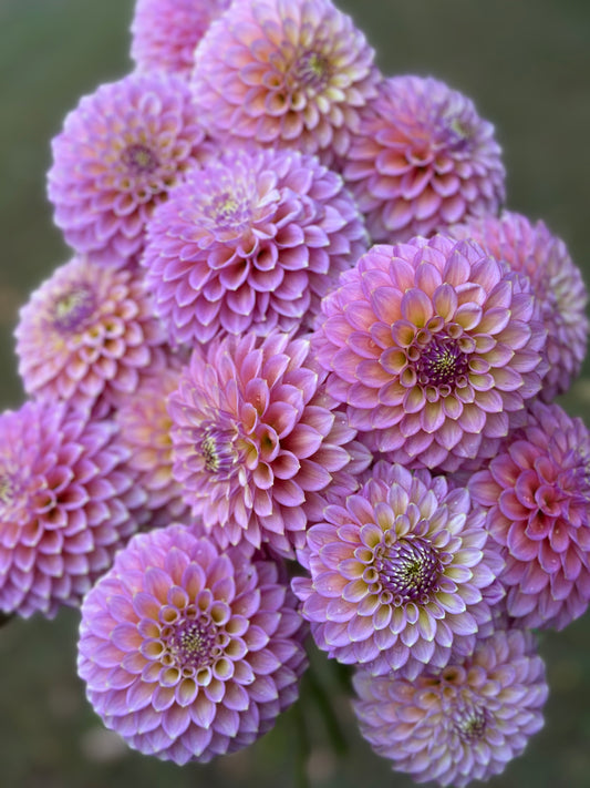 Skipley Spot of Gold Dahlia Tuber