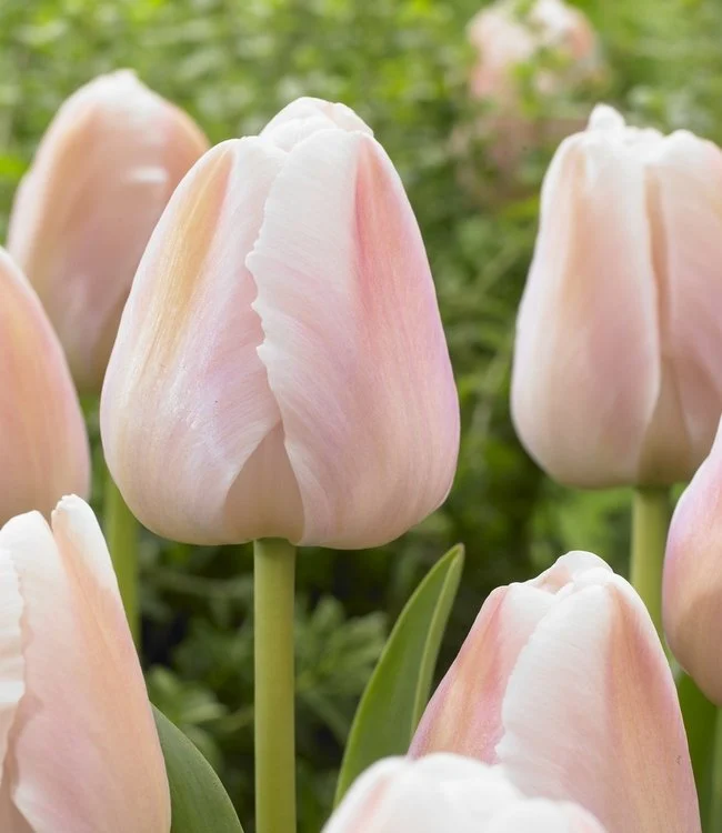 10 Tulip Bulbs- Apricot Pride