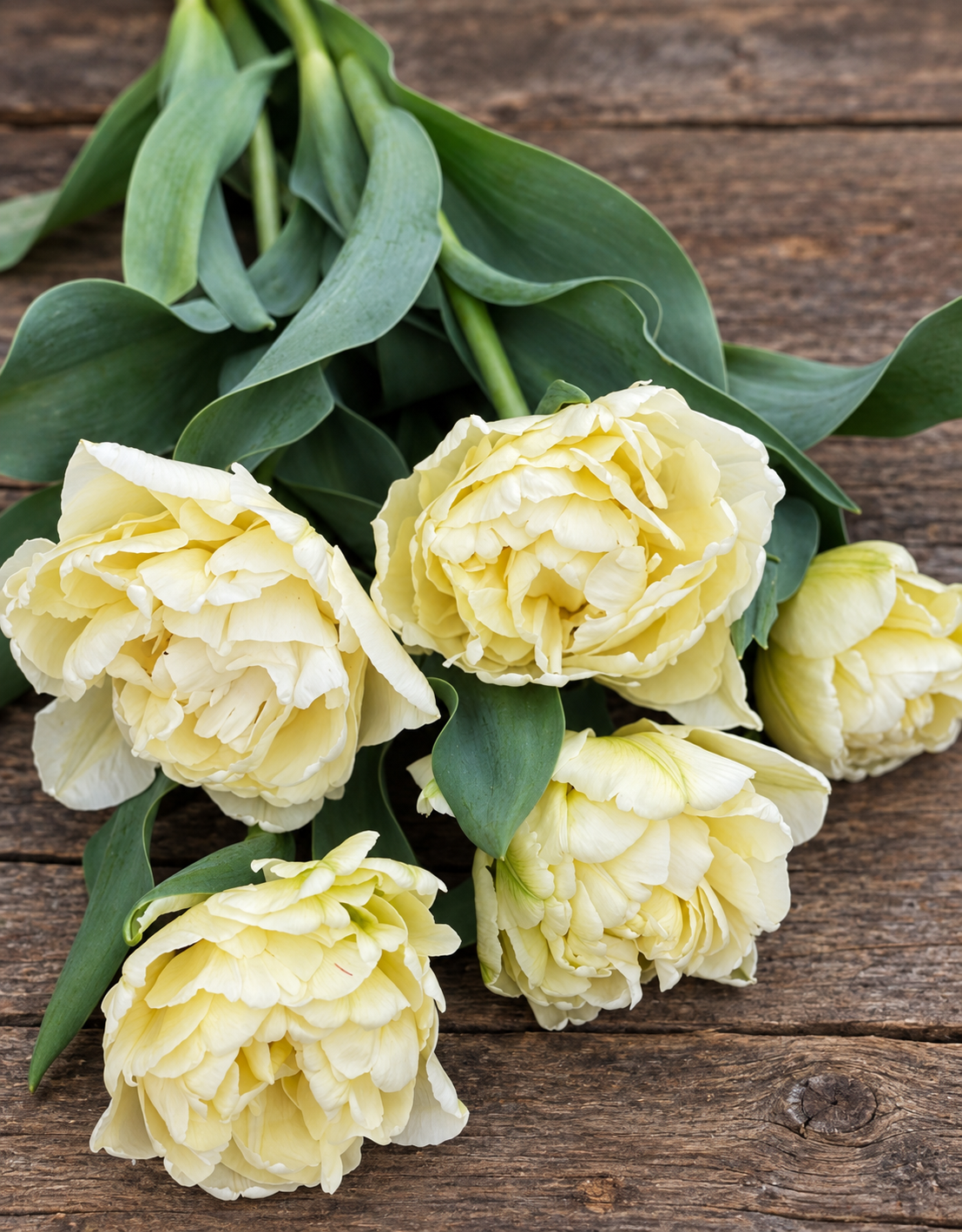 10 Tulip Bulbs- Avant Garde