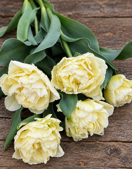 10 Tulip Bulbs- Avant Garde