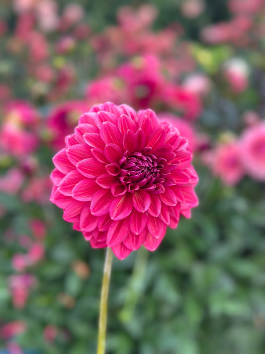 Perch Hill Dahlia Tuber