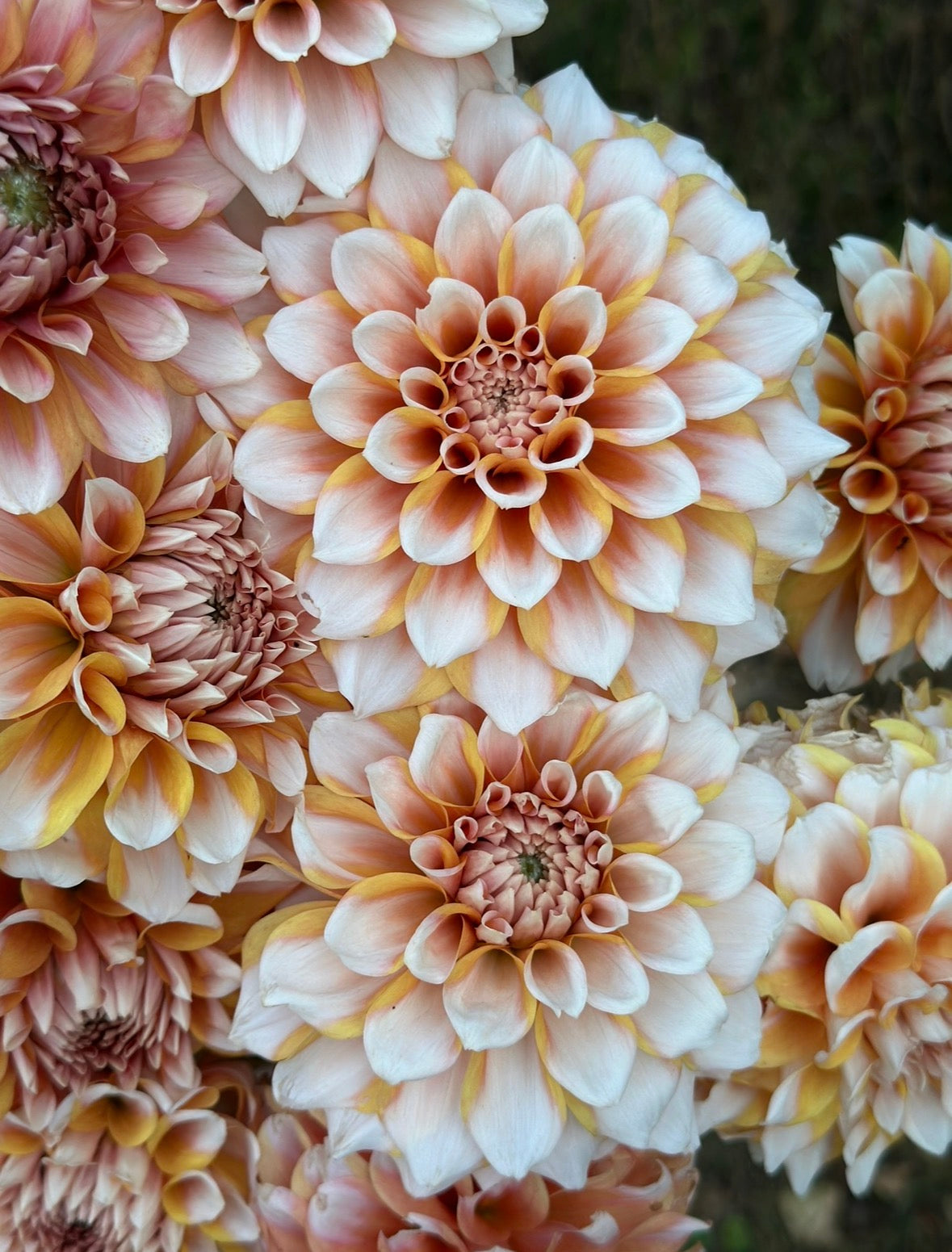 Collection Vintage Vibe Dahlia Tubers