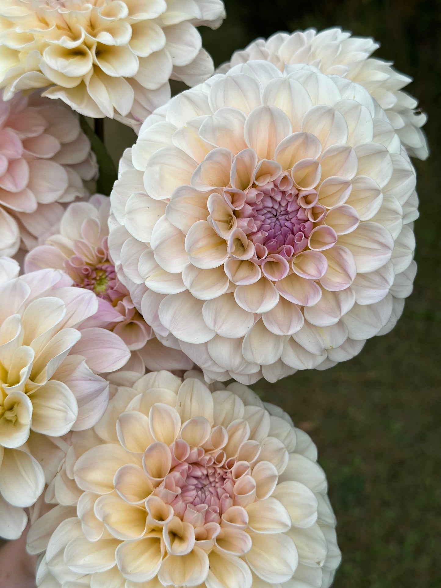 Sweet Nathalie Dahlia Tuber