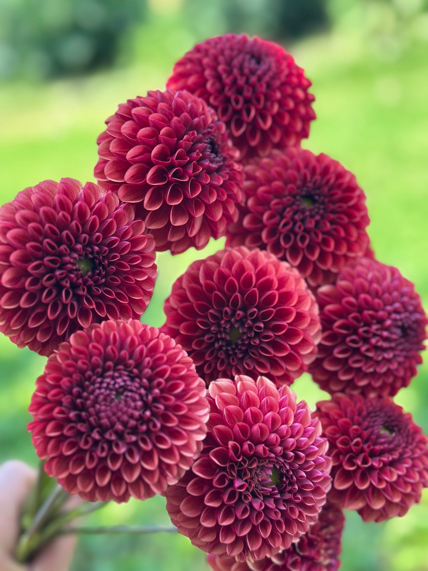 Copper Boy Dahlia Tuber