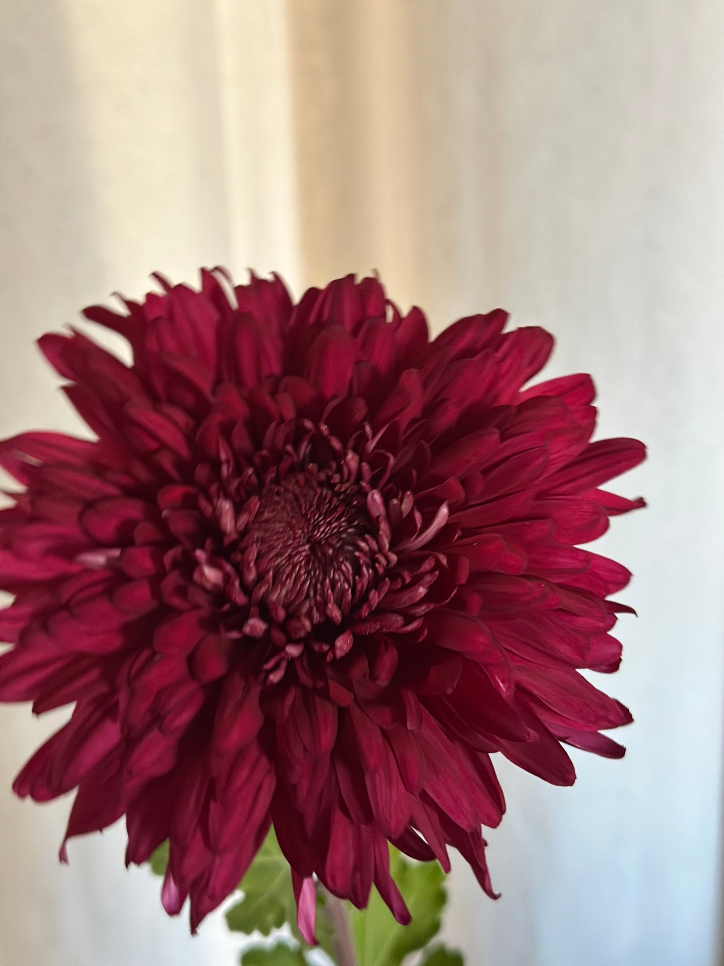 Cutting - Heirloom Chrysanthemum Pot Black