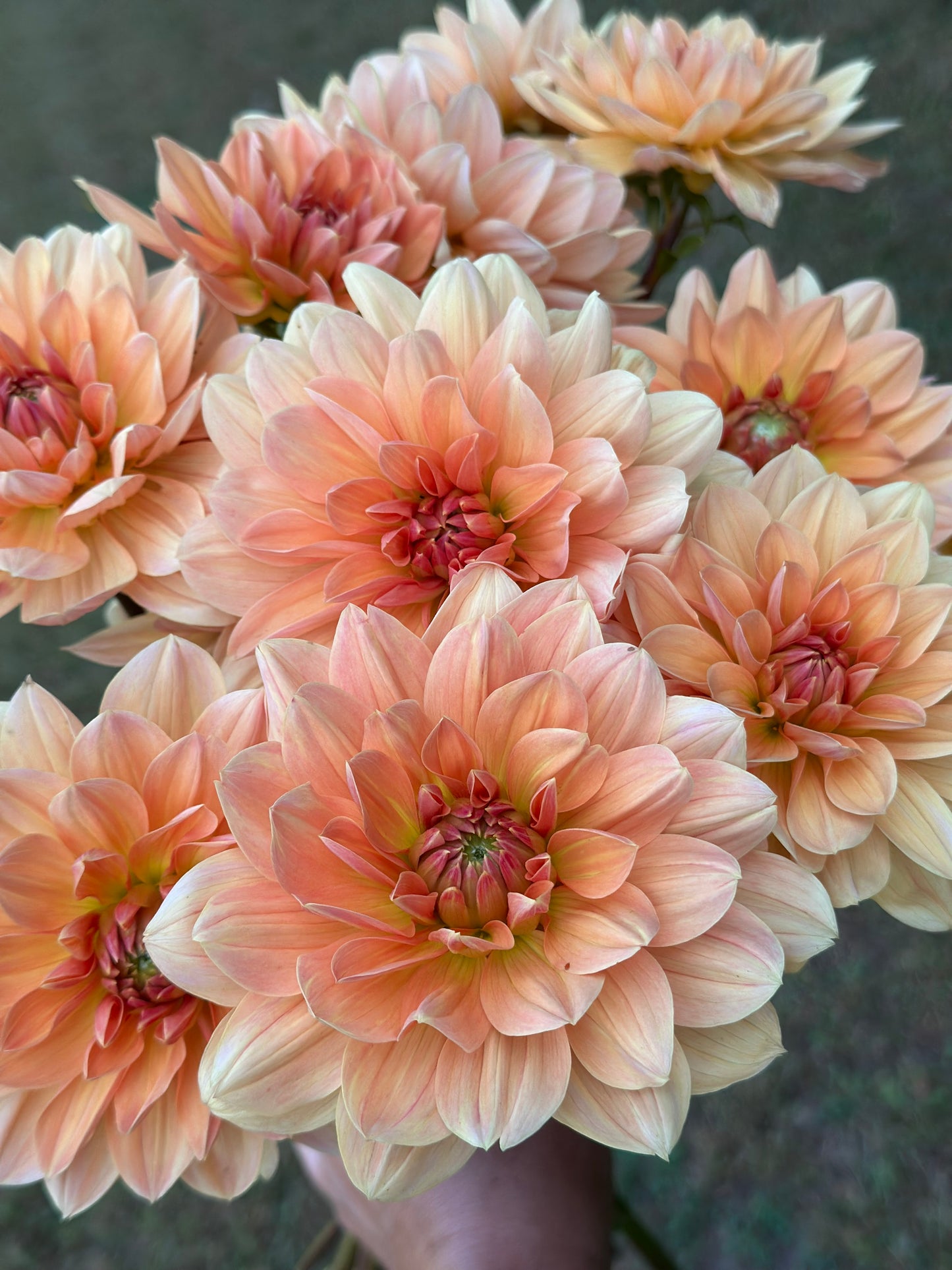 Apricot Desire Dahlia Tuber