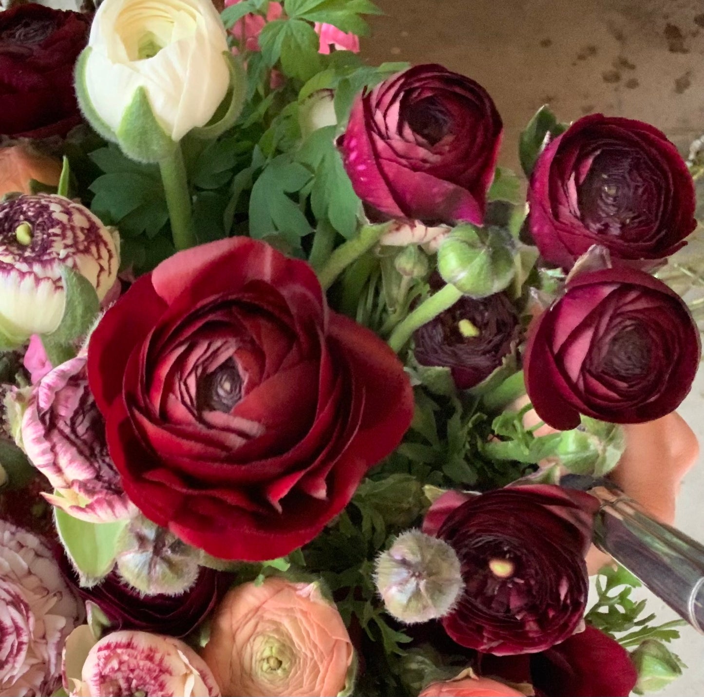 10 Corms - Ranunculus Amadine Pauline