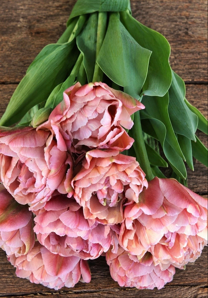 10 Tulip Bulbs- Beachberry