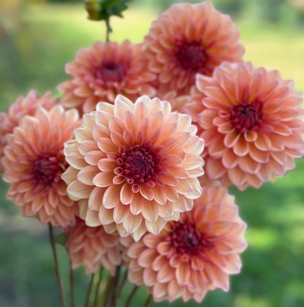 Collection Just Peachy Dahlia Tubers