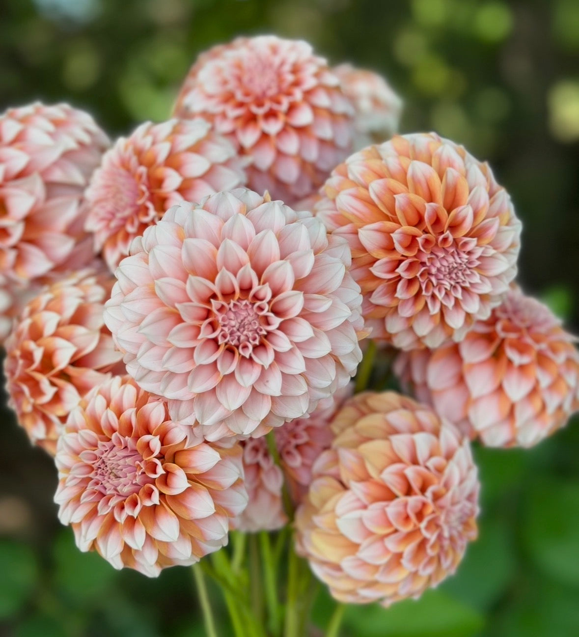 Collection Pink Dahlia Tubers