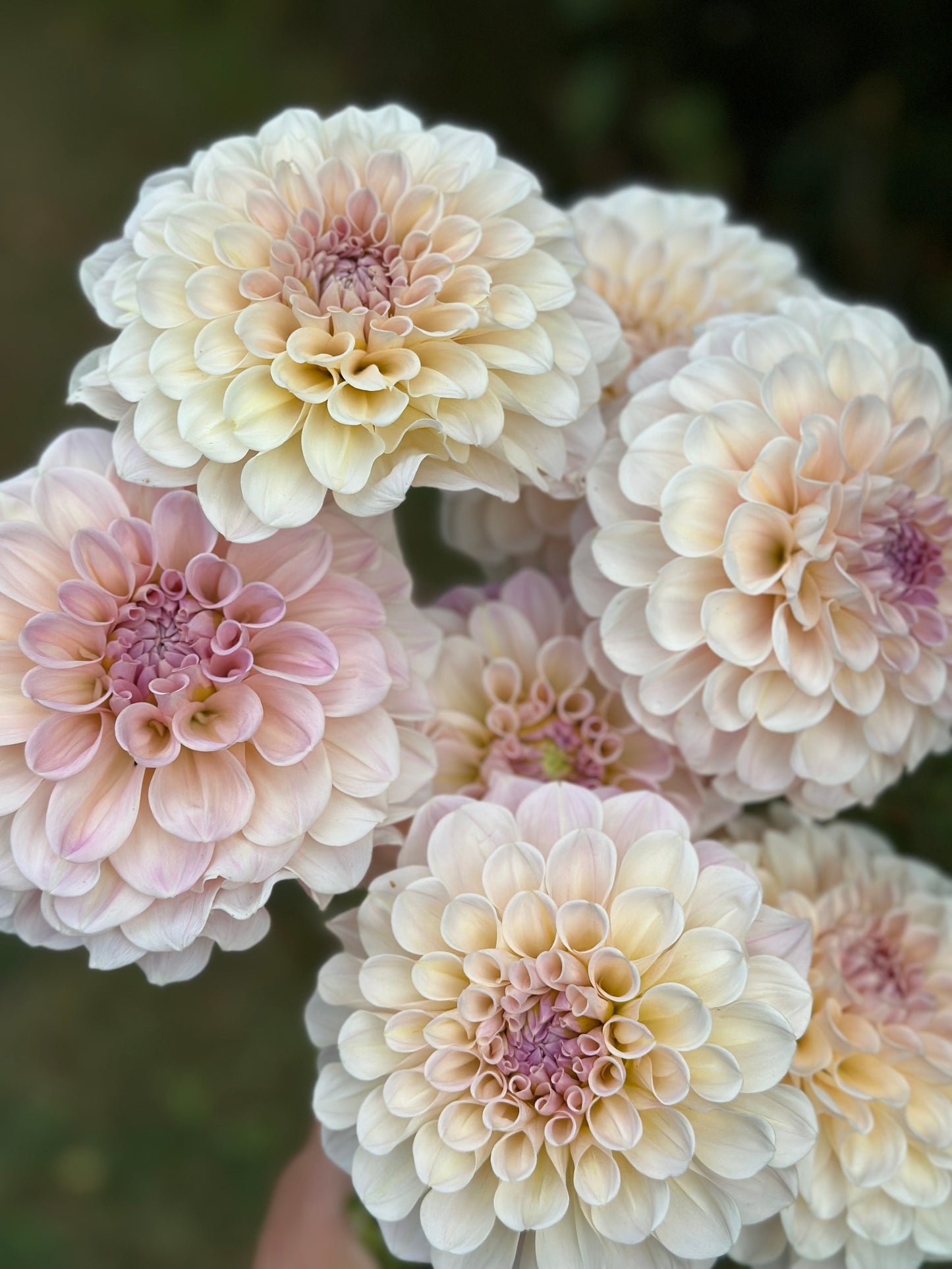 Collection Pastel Cottage Dahlia Tubers