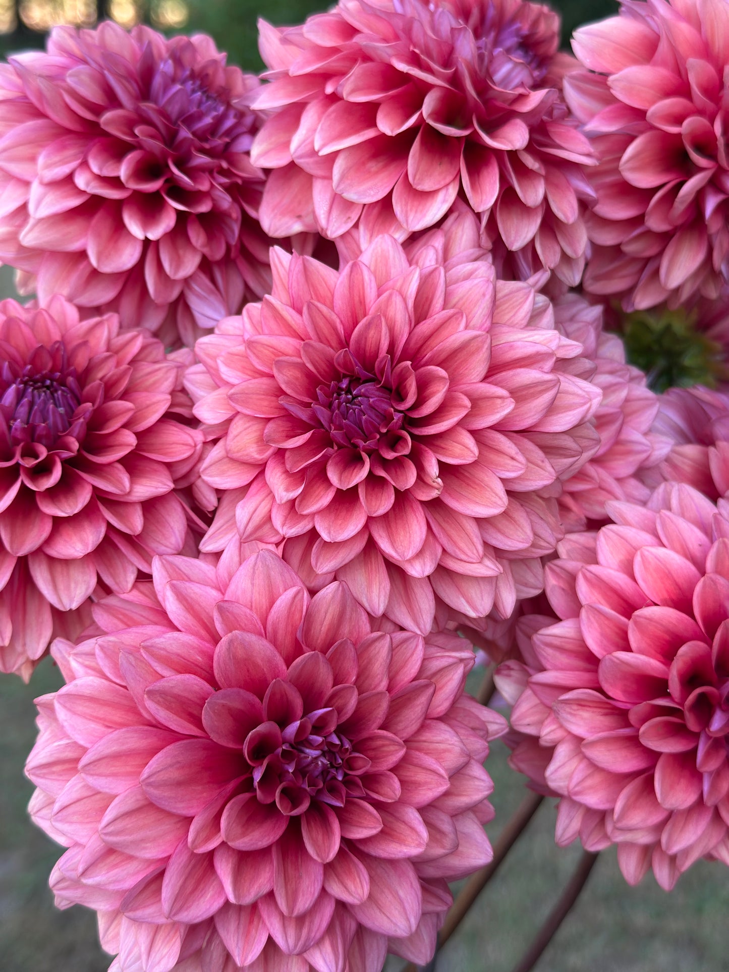 Mystique Dahlia Tuber