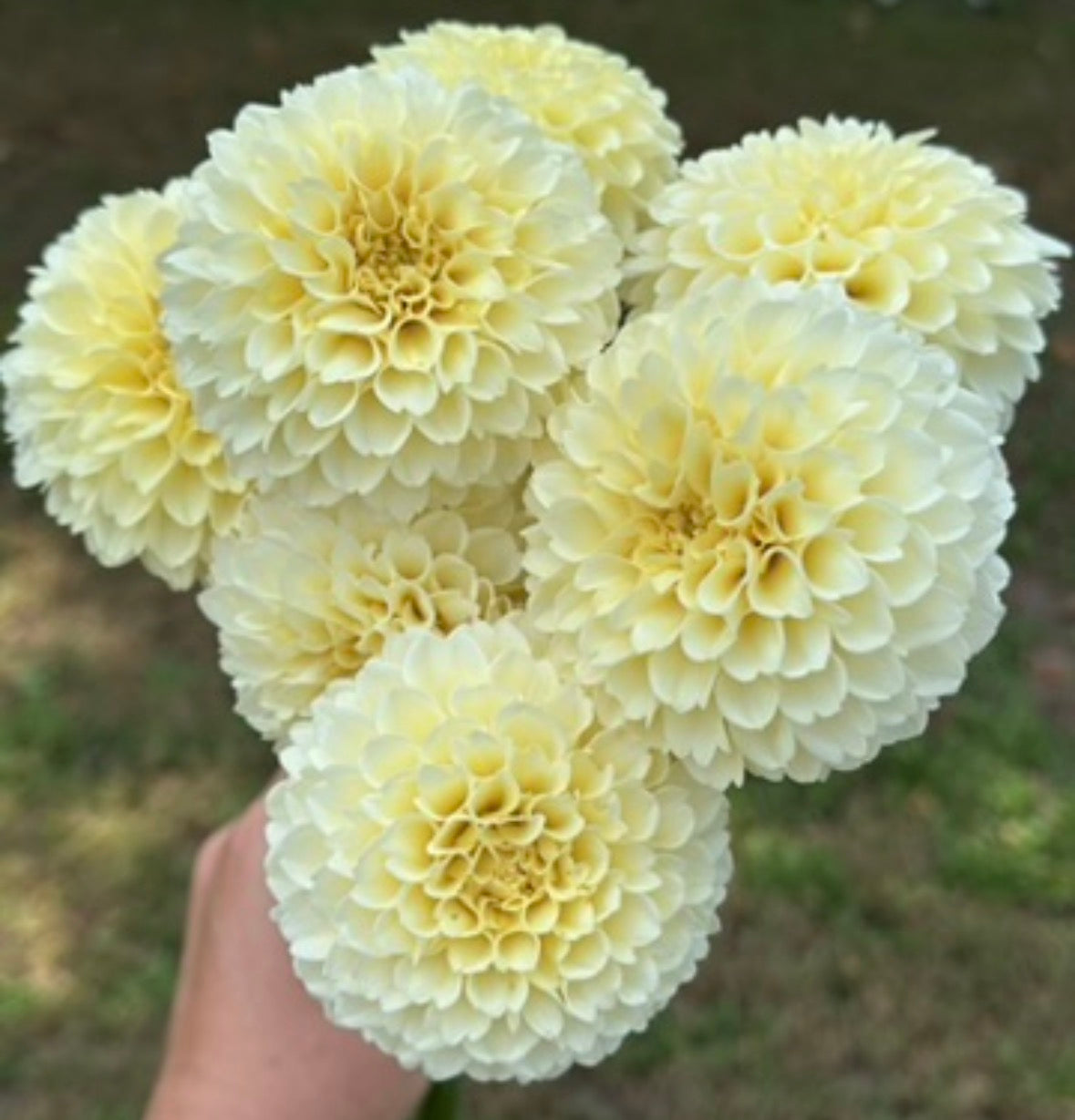 Collection Little Ladies Dahlia Tubers