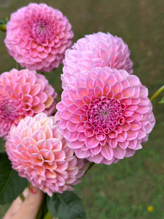 Linda's Baby Dahlia Tuber