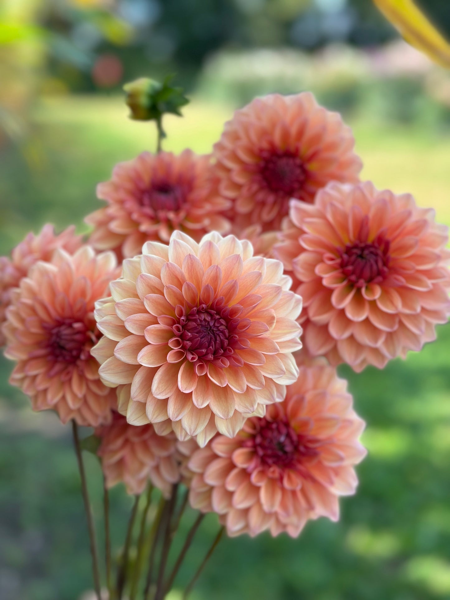 Echo Jose Dahlia Tuber