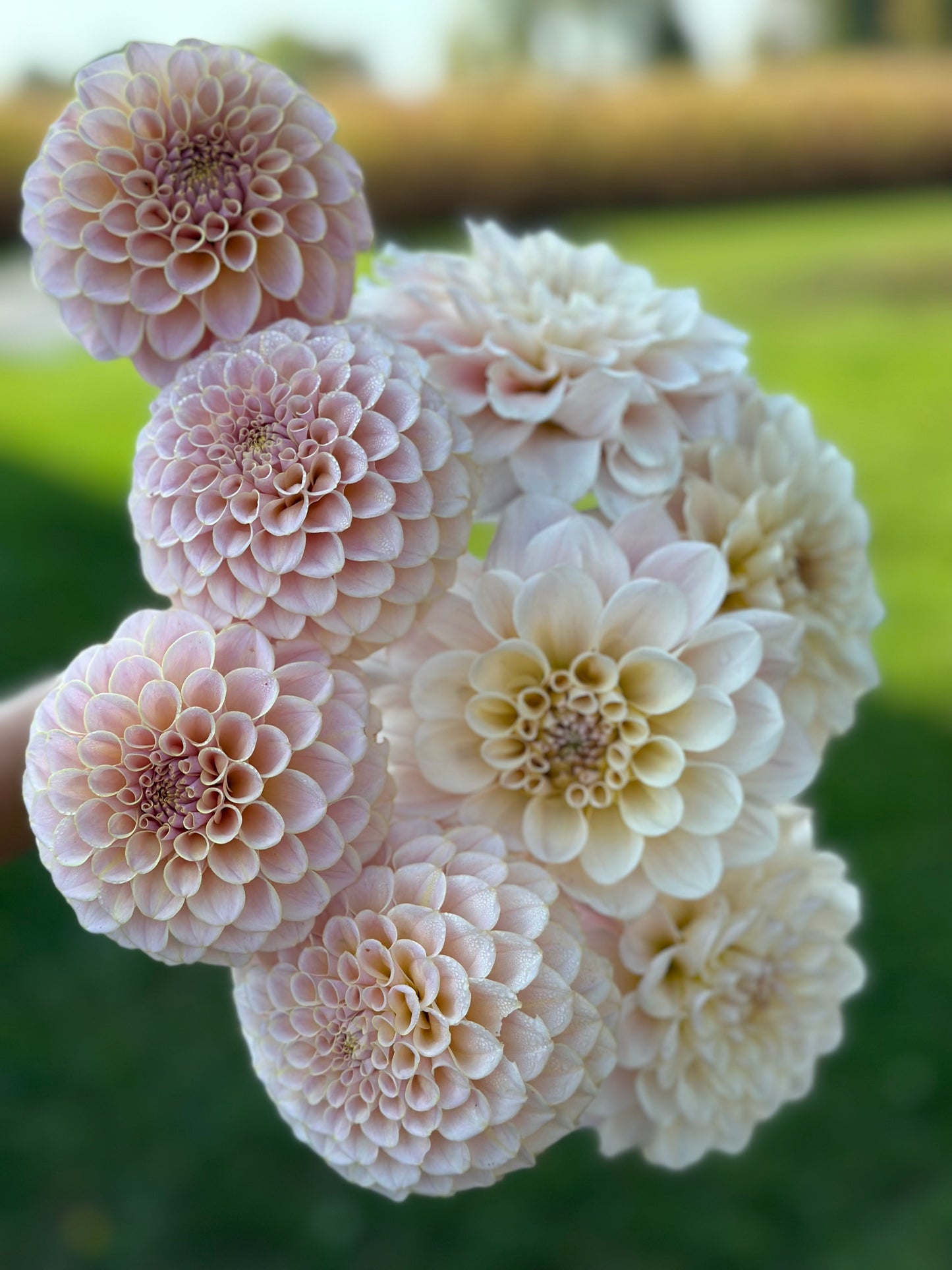 KA’s® Cinder Rose Dahlia Tuber