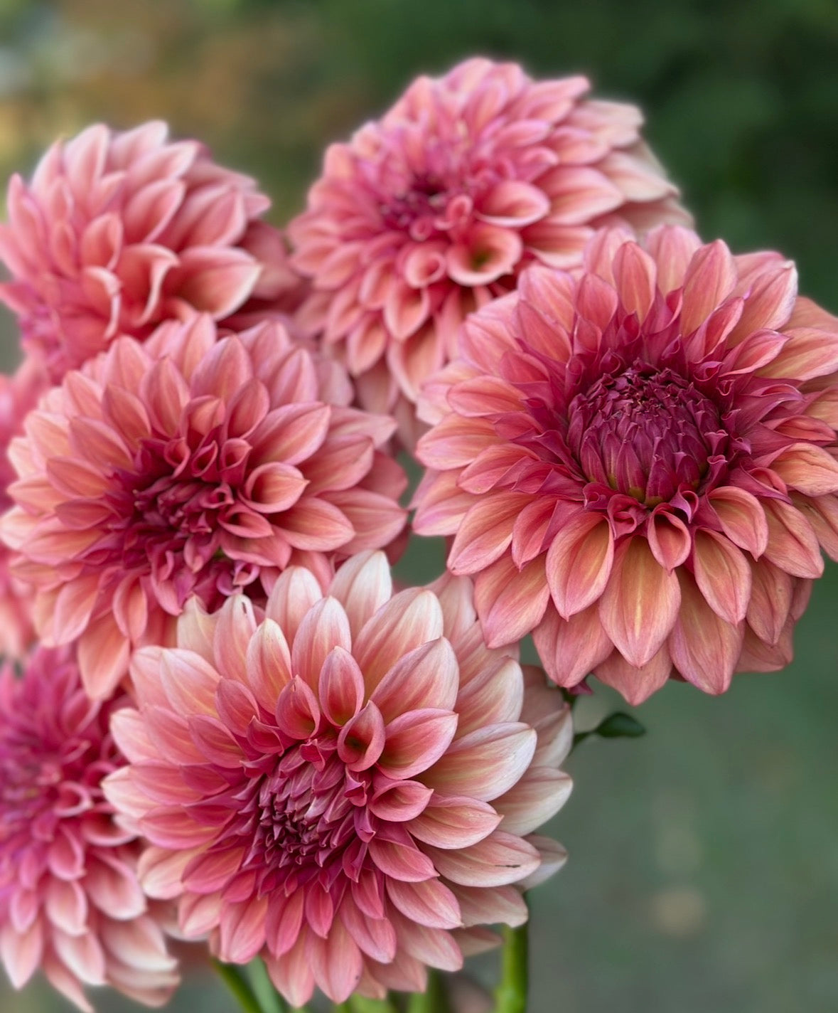 Collection Just Peachy Dahlia Tubers