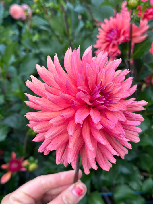 Flip Flop Dahlia Tuber