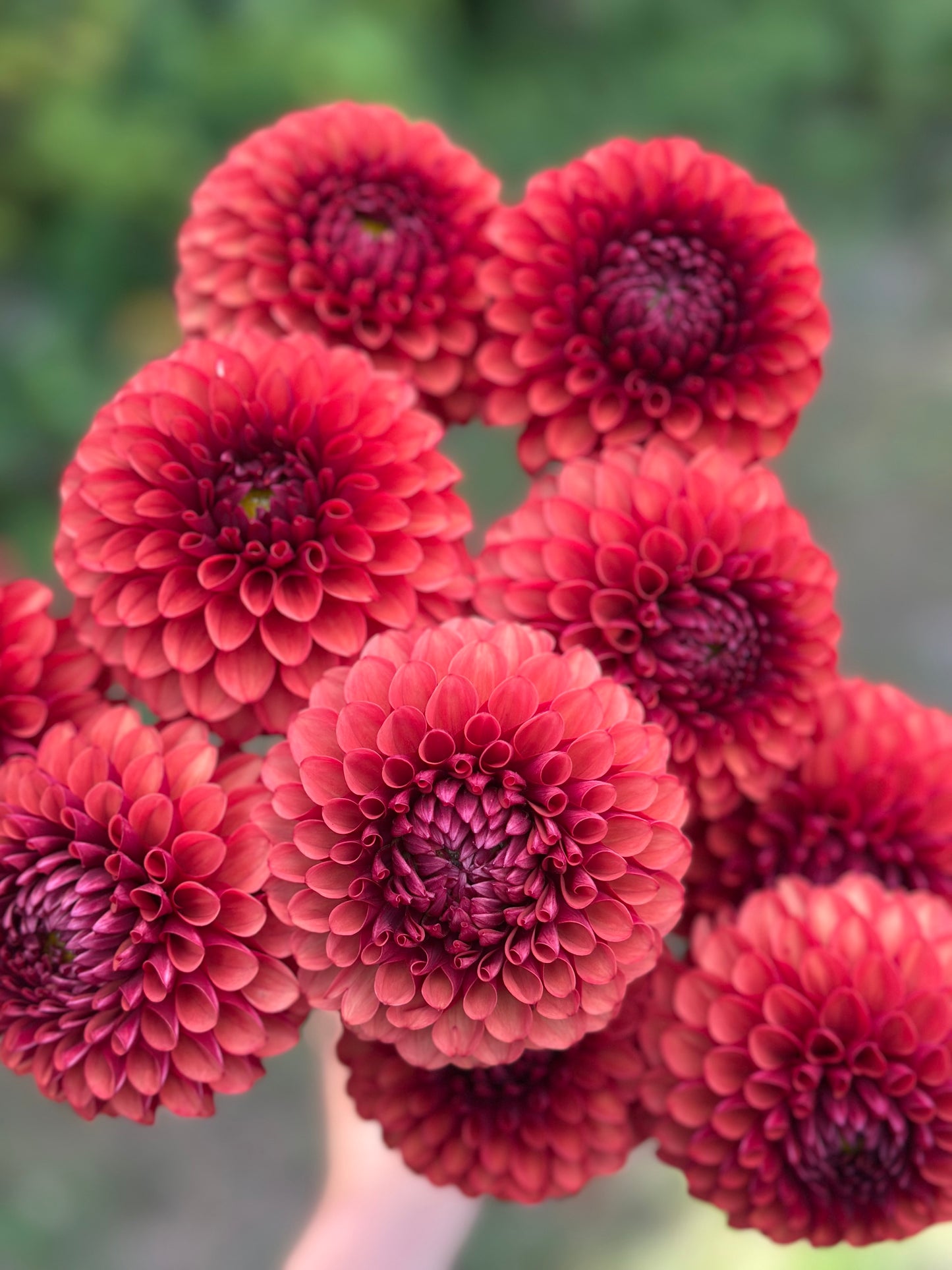 Brown Sugar Dahlia Tuber