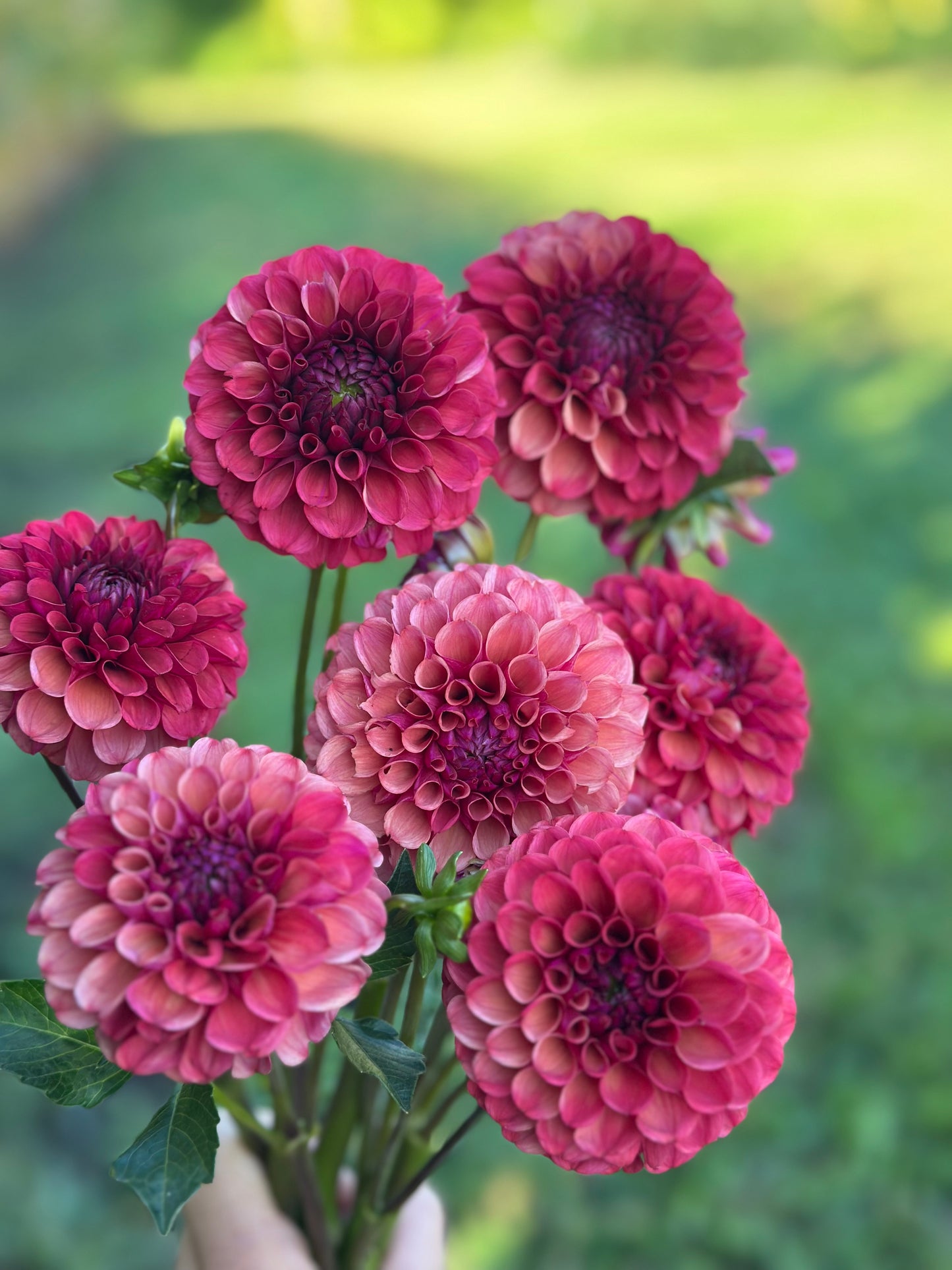 Mission Gypsy Dahlia Tuber