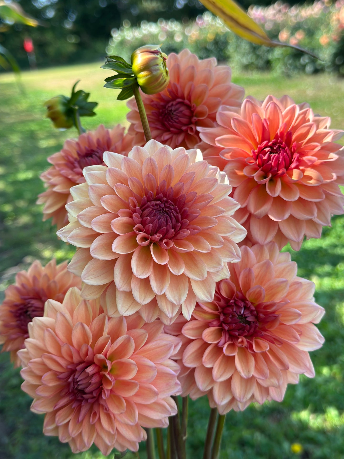 Echo Jose Dahlia Tuber