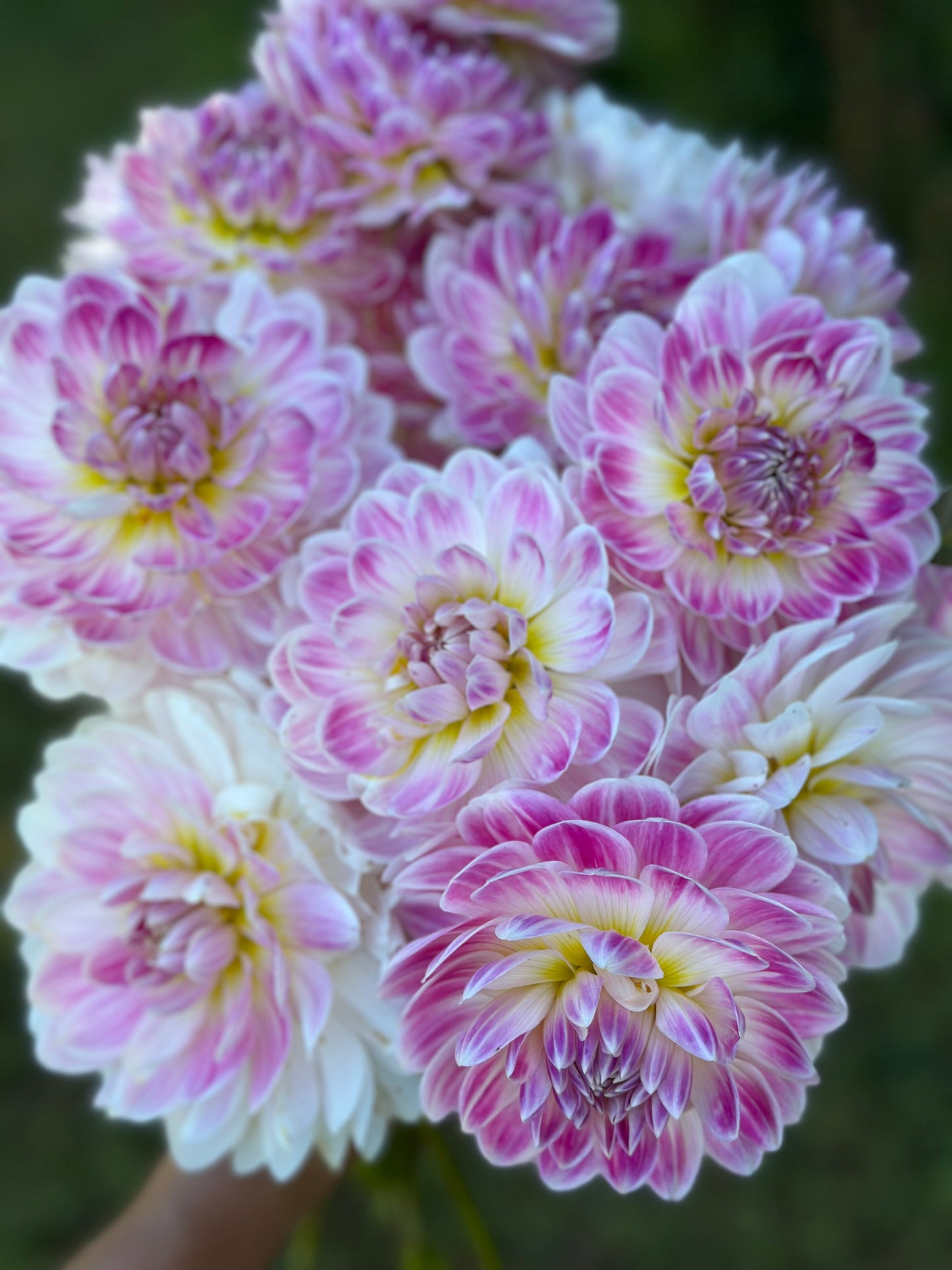 Kelgai Ann Dahlia Tuber