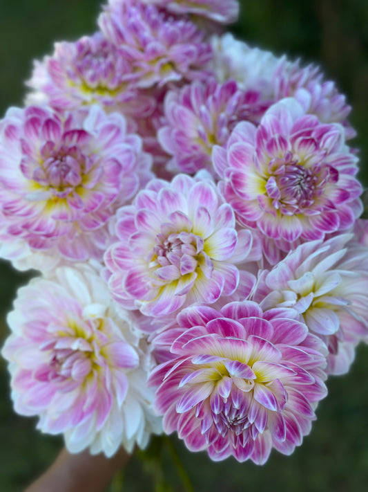 Kelgai Ann Dahlia Tuber