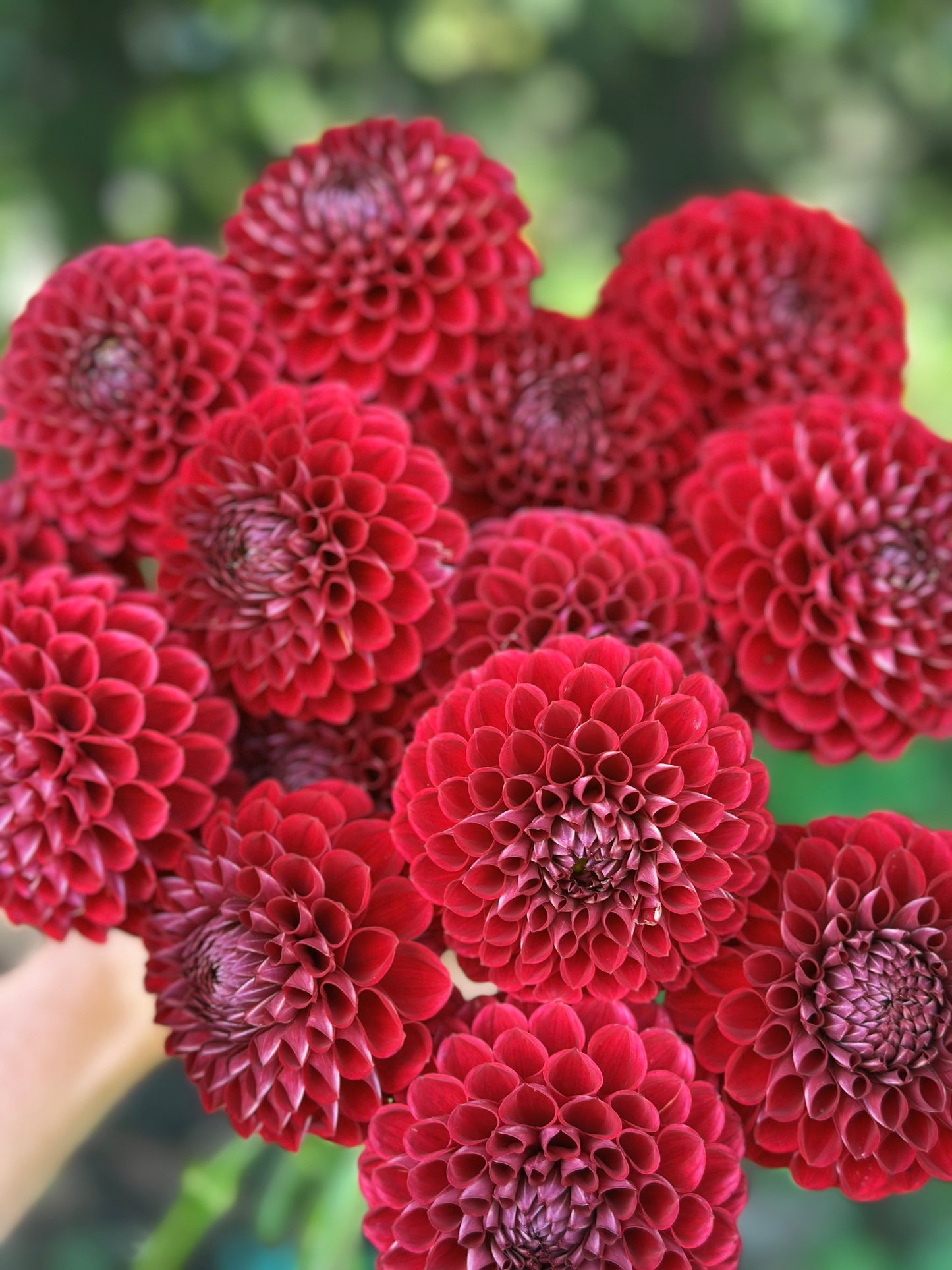 Cornel Dahlia Tuber