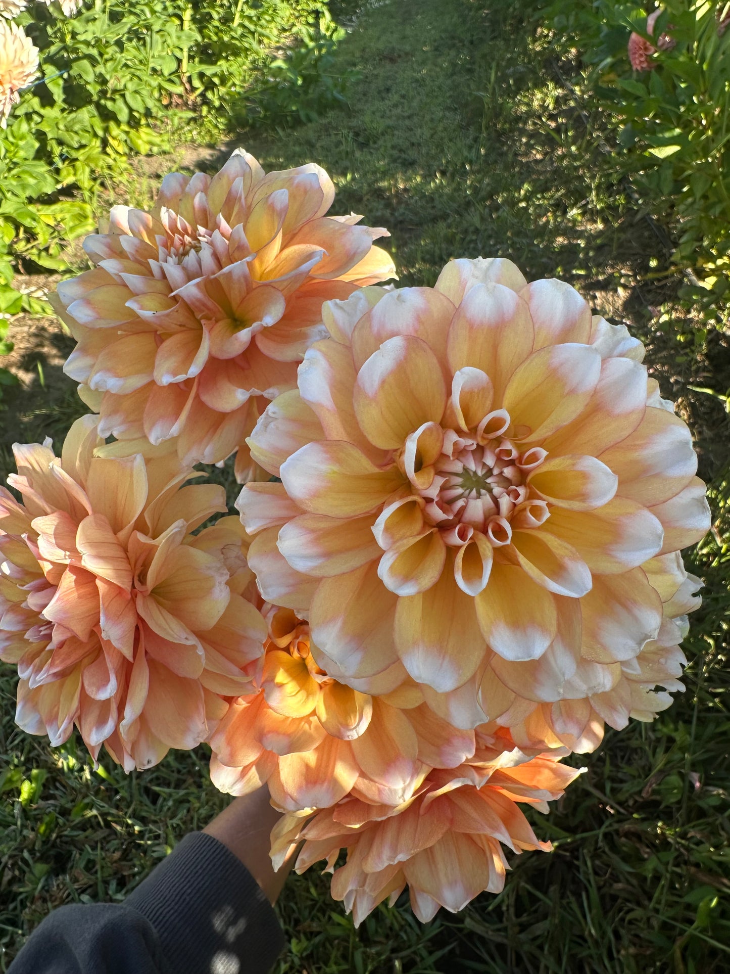 Seattle Dahlia Tuber