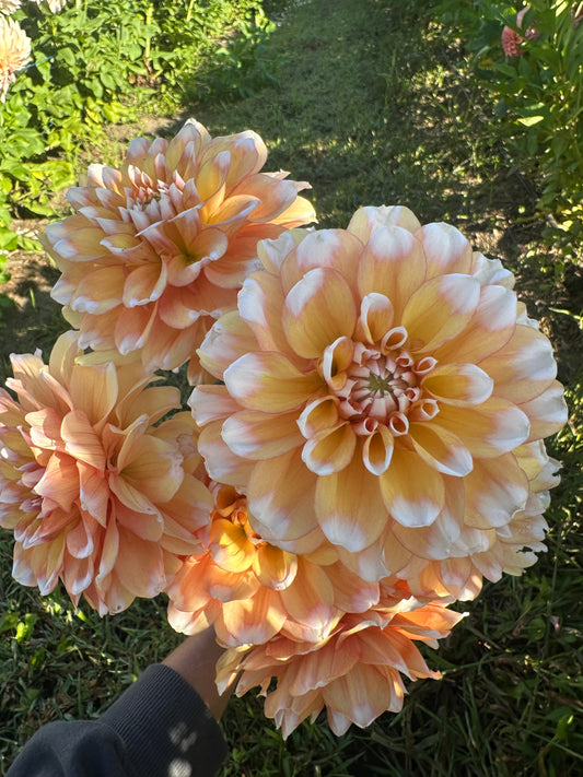 Seattle Dahlia Tuber