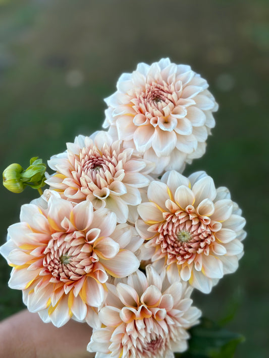 Tangerine Dreams Dahlia Tuber