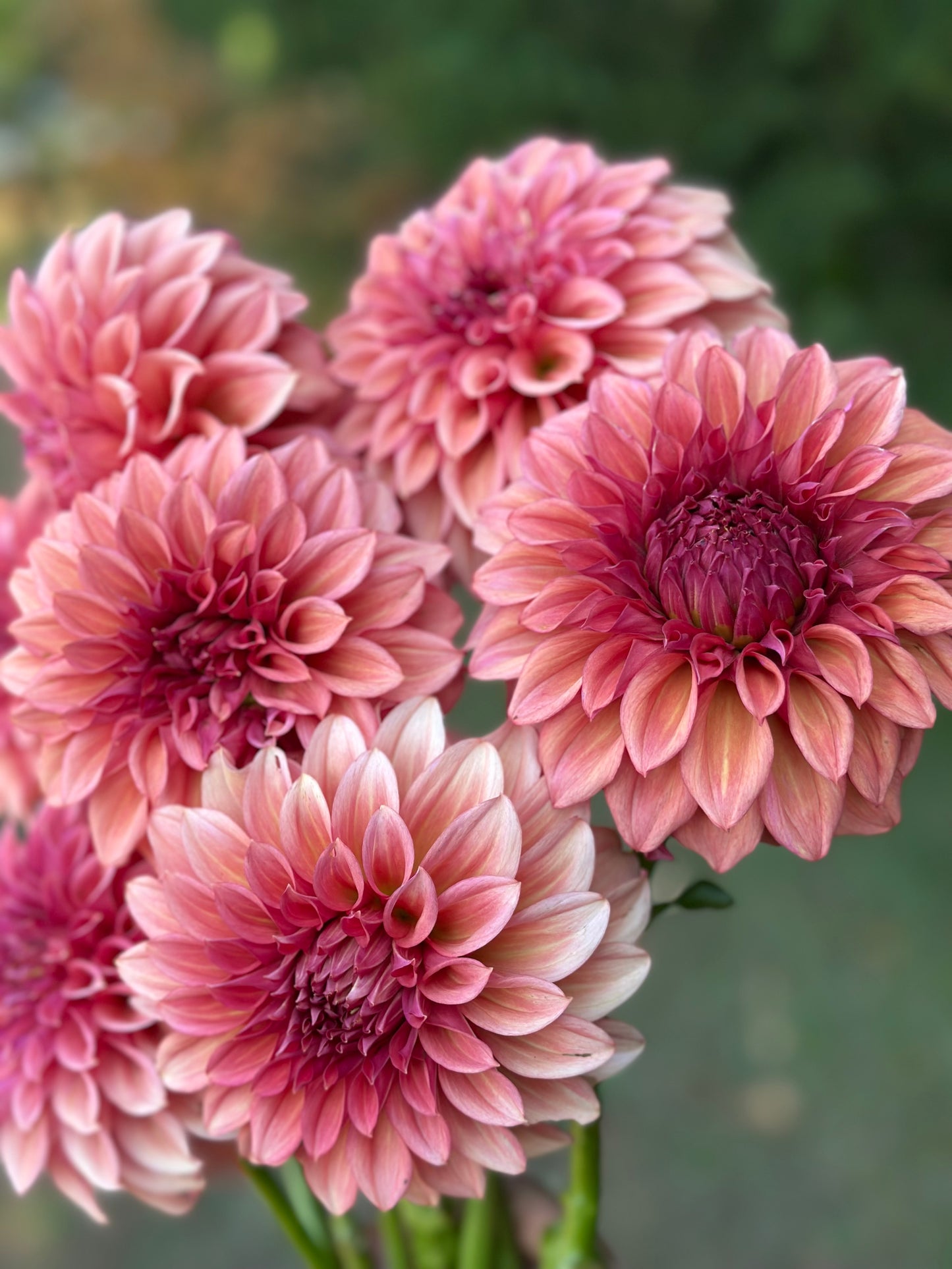 Orange Globe Dahlia Tube