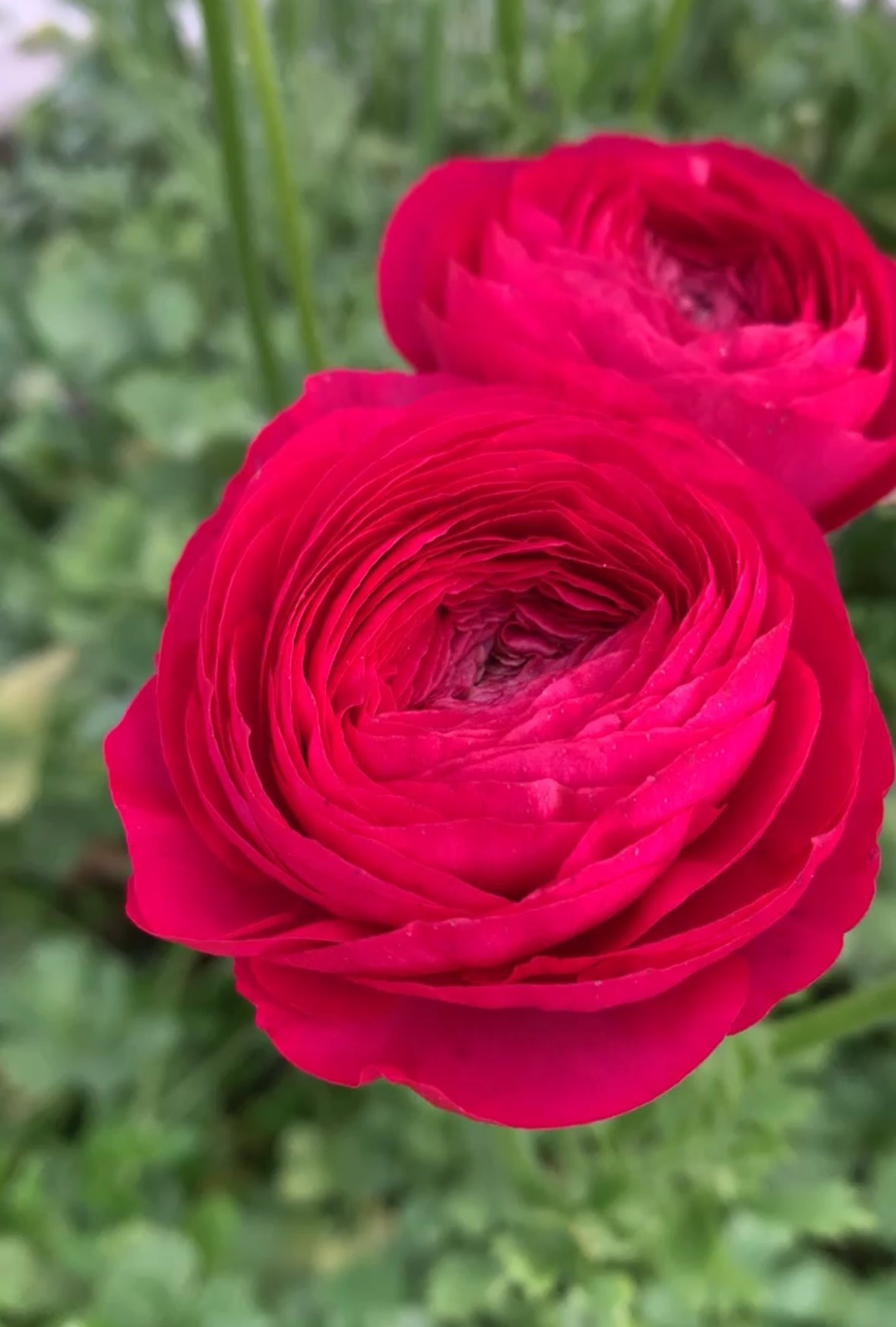 10 Corms - Ranunculus Amadine Bonbon