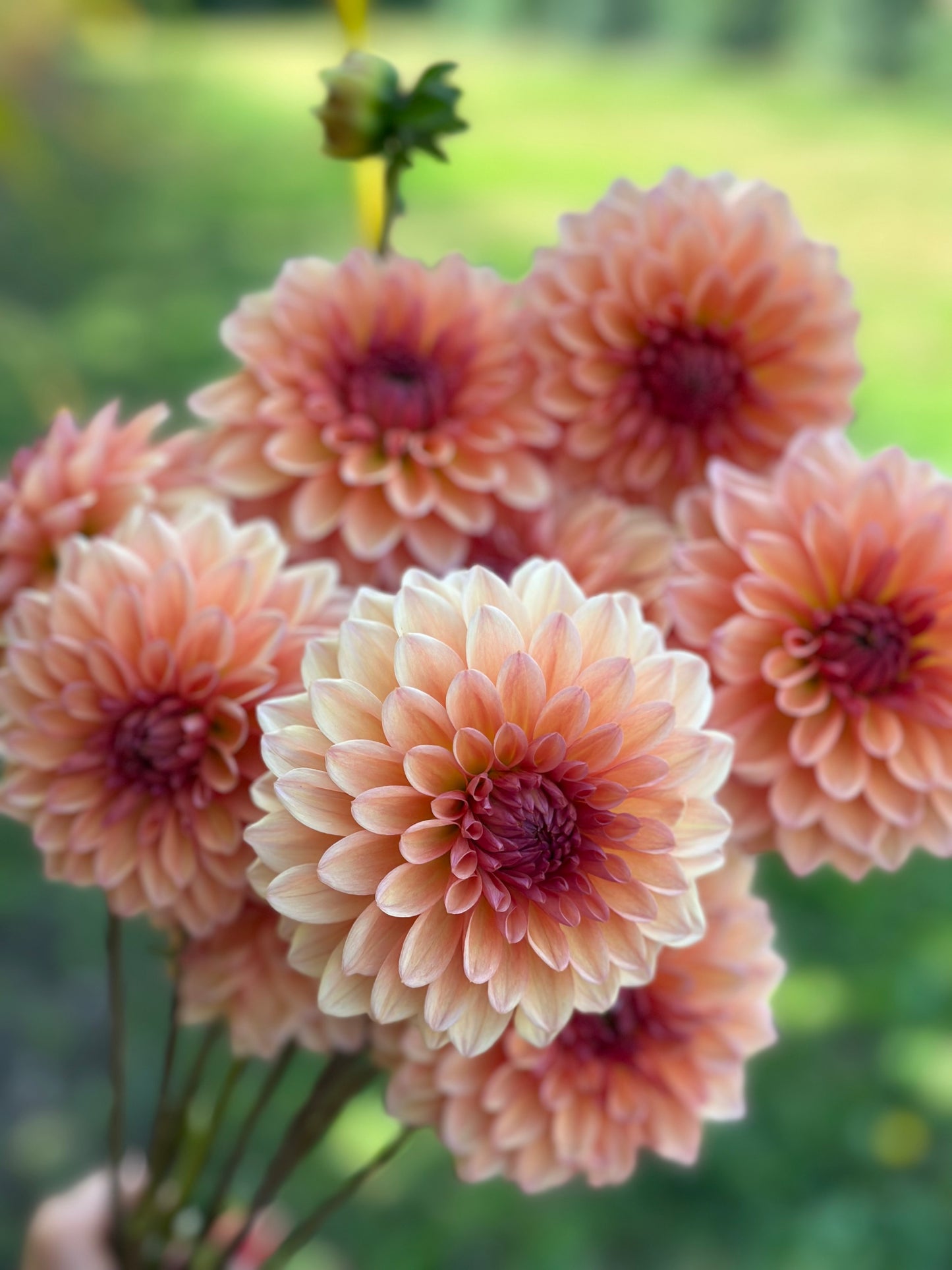 Echo Jose Dahlia Tuber