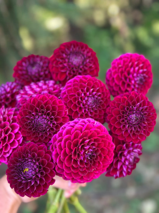 Ivanetti Dahlia Tuber