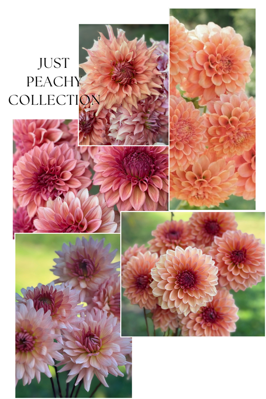 Collection Just Peachy Dahlia Tubers