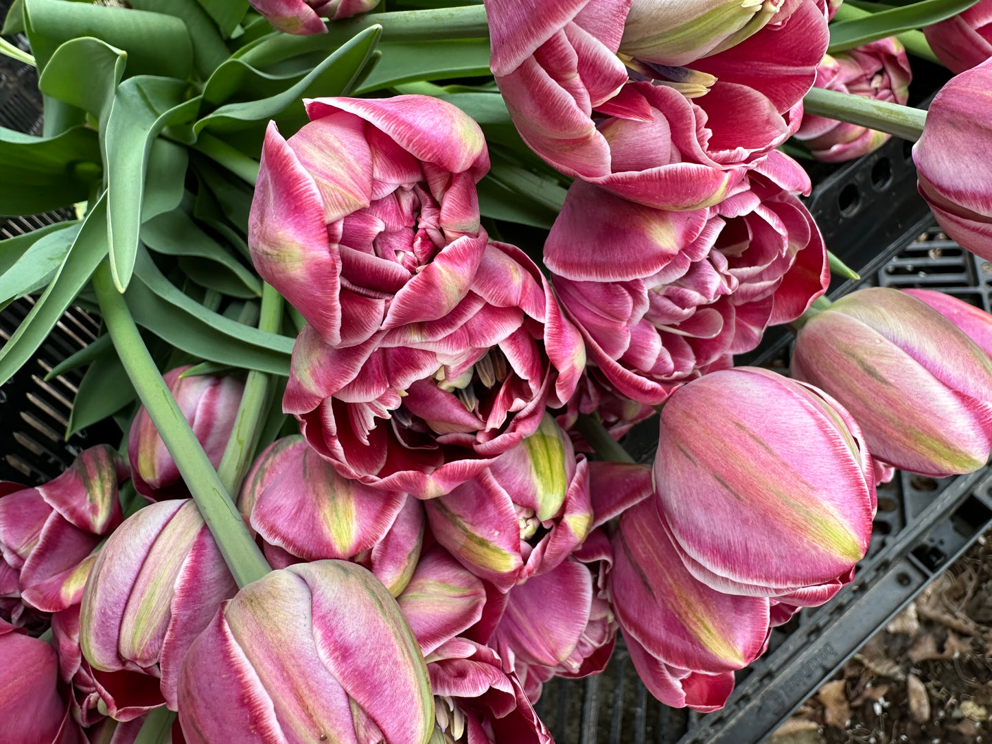 10 Tulip Bulbs- Dream Touch