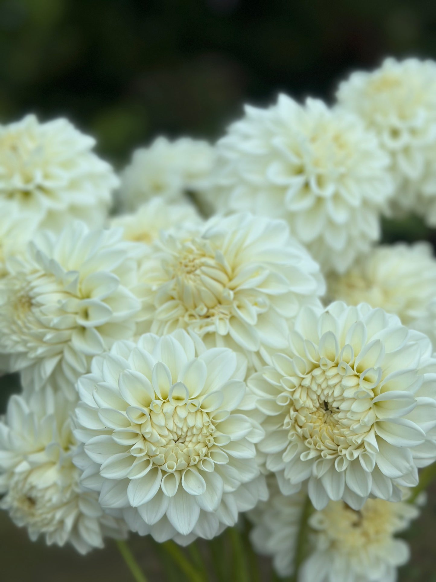 Blizzard Dahlia Tuber
