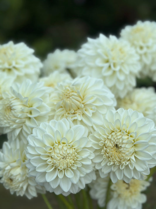 Blizzard Dahlia Tuber