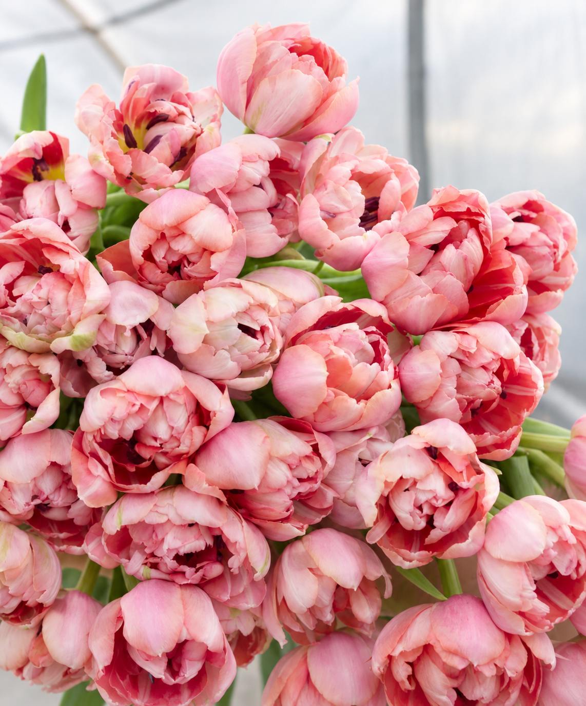 10 Tulip Bulbs- Etched Salmon