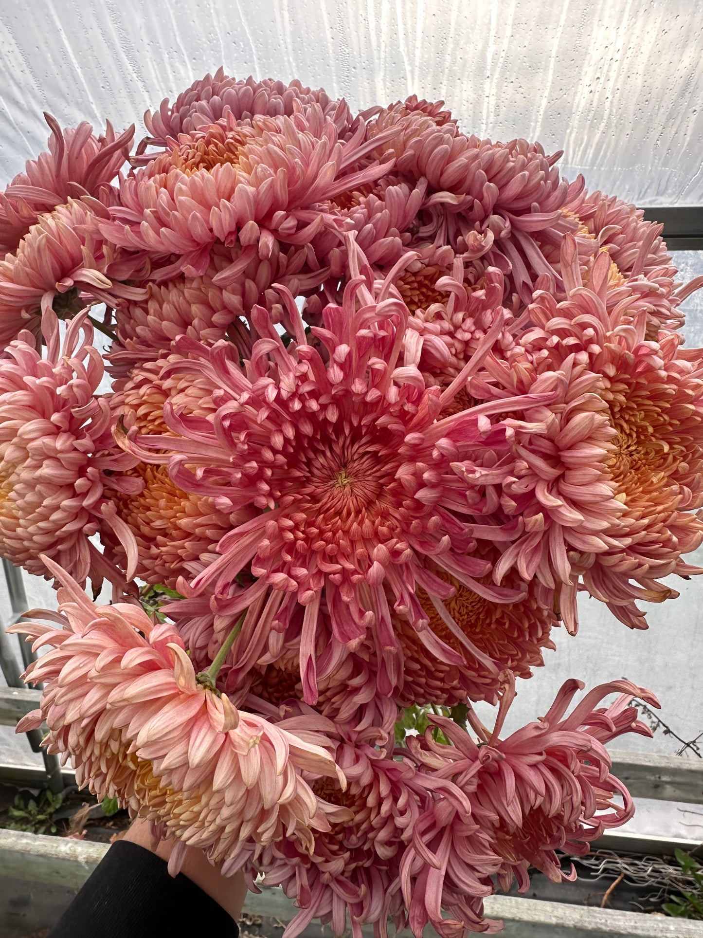 Evening Glow Rooted Chrysanthemum Cuttings Wholesale