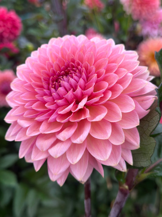 Sweet Sanne Dahlia Tuber