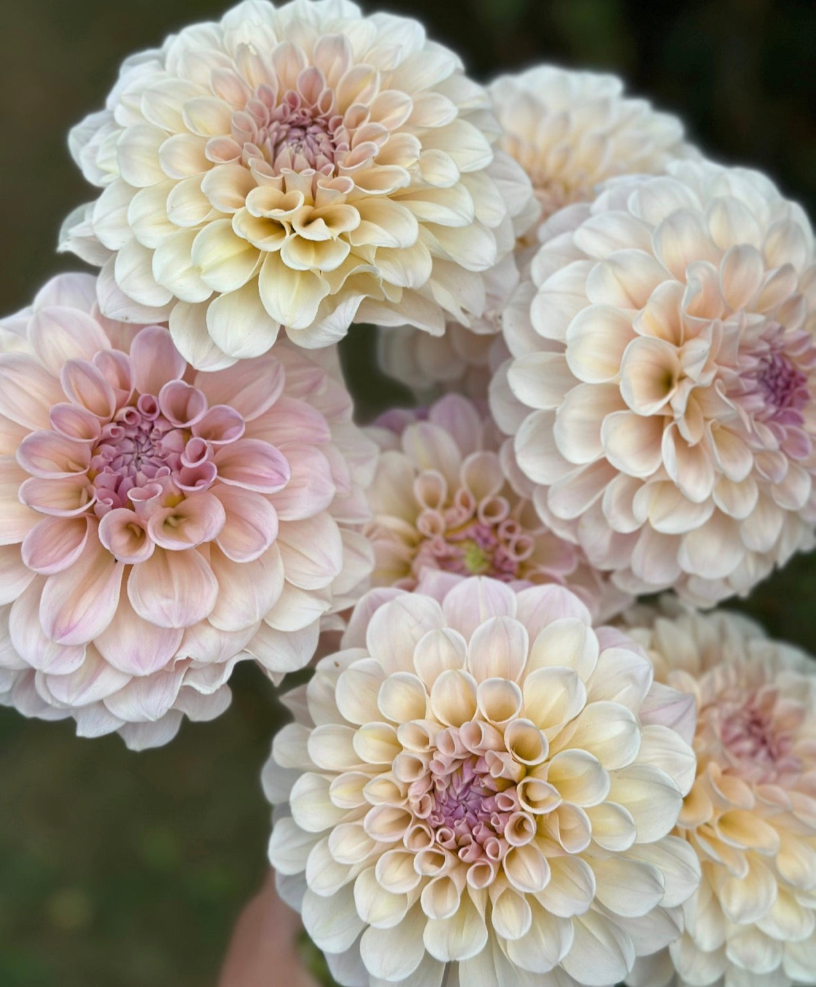 Collection Pink Dahlia Tubers
