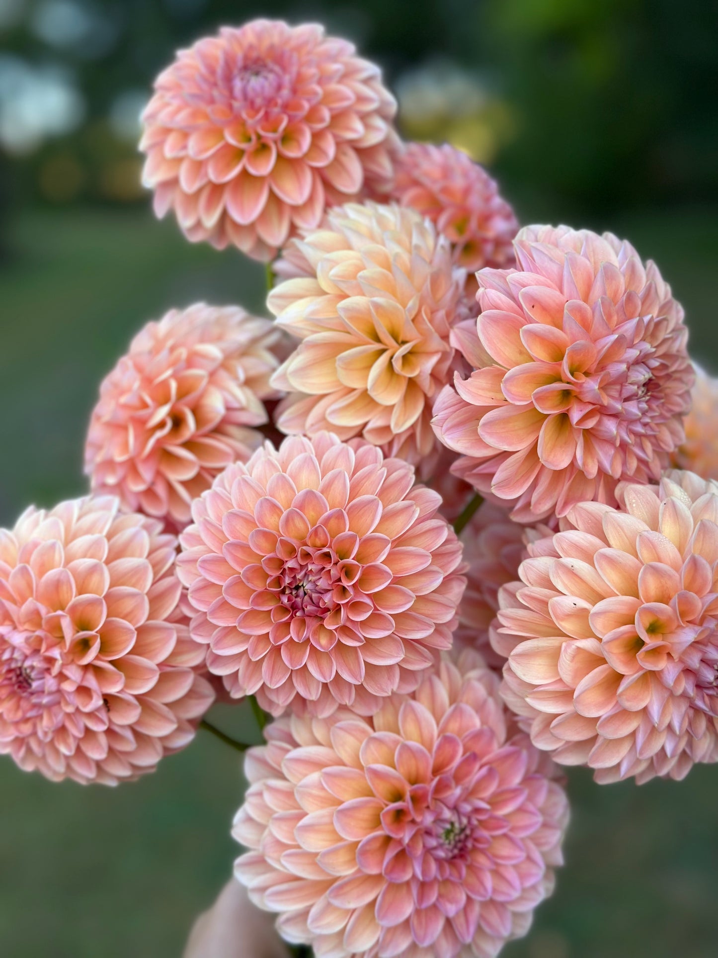 Natalie G Dahlia Tuber