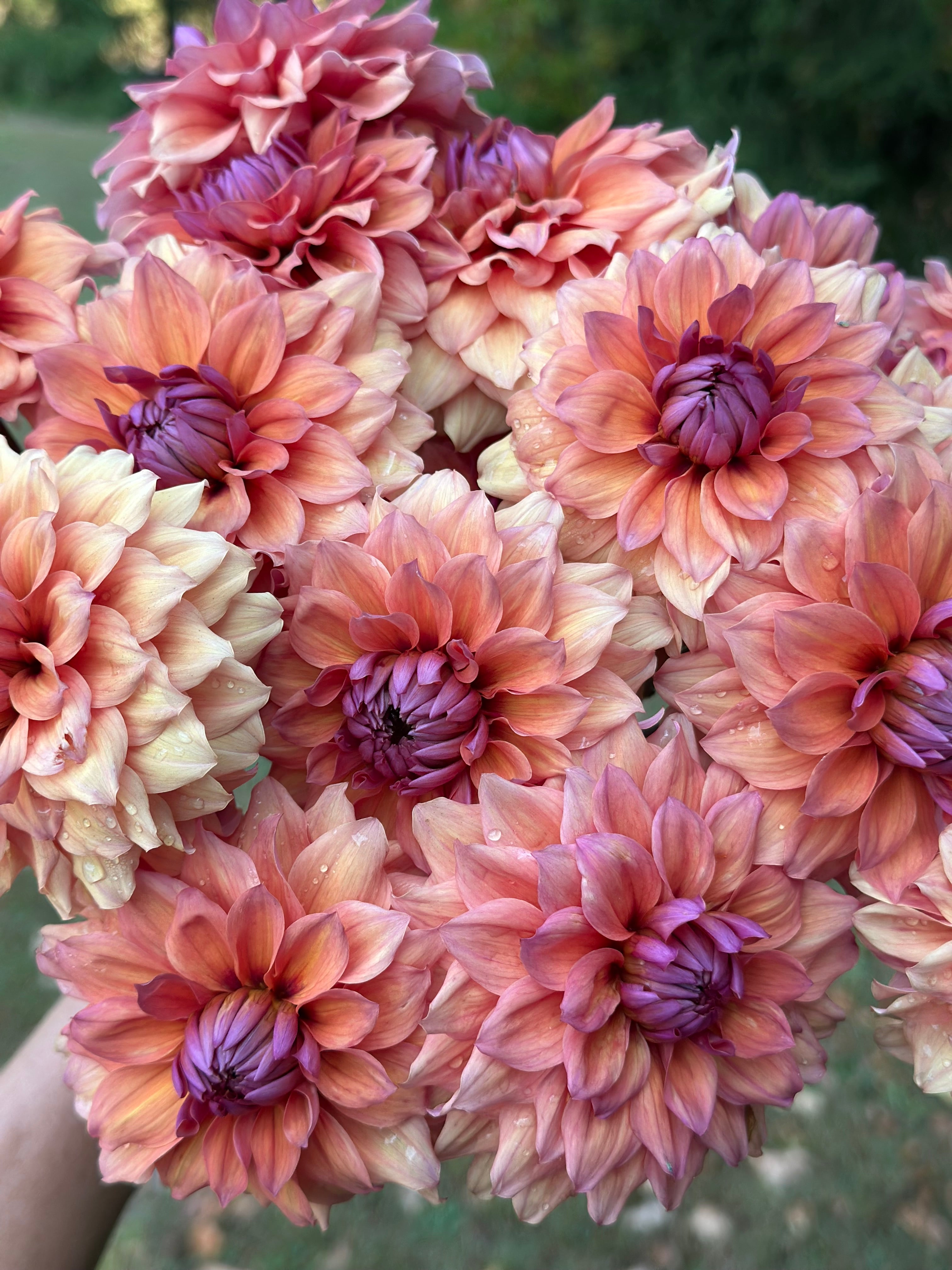 soor ploom■DAHLIA SMOCK■TEA Smokey Mountain Dahlia Tuber – Longwoods Flower Farm