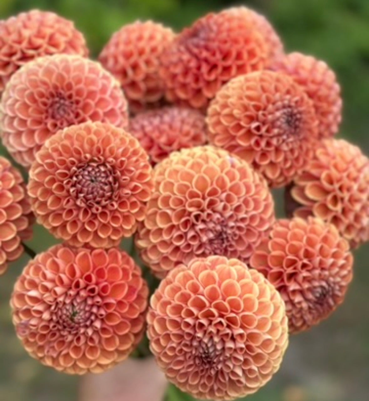 Collection Vintage Vibe Dahlia Tubers