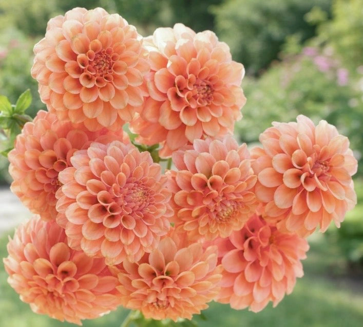 Collection Little Ladies Dahlia Tubers