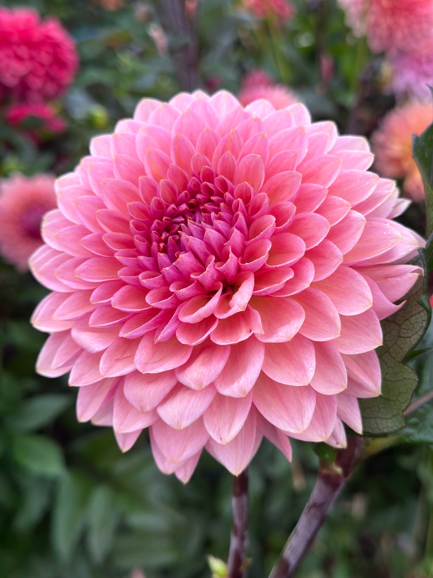 Sweet Sanne Dahlia Tuber